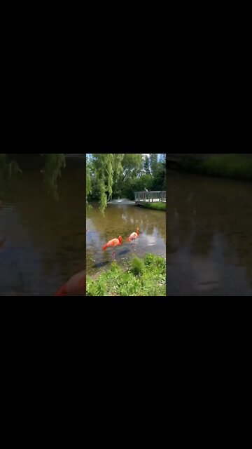 Flamingos knees bend the opposite way