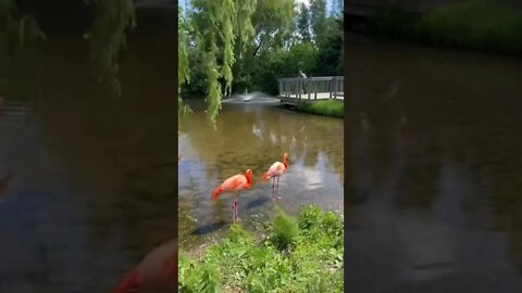 Flamingos knees bend the opposite way