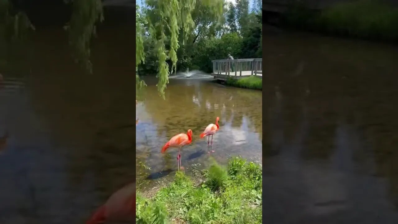 Flamingos knees bend the opposite way