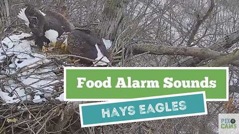 Hays Eagles Mom food alarm for a big fish Dad brings into the nest 2022 01 27 14: 43