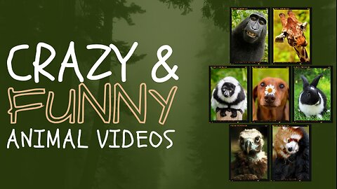 Funny video with animals and kid... Part 2