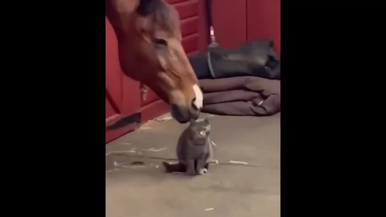 "Unlikely Friends: Heartwarming Animal Bonds That Will Melt Your Heart"