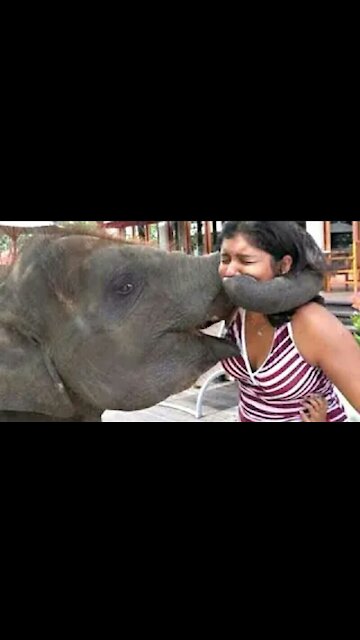 Try Not To Laugh Animals - Funny Animal and Human Fails Videos