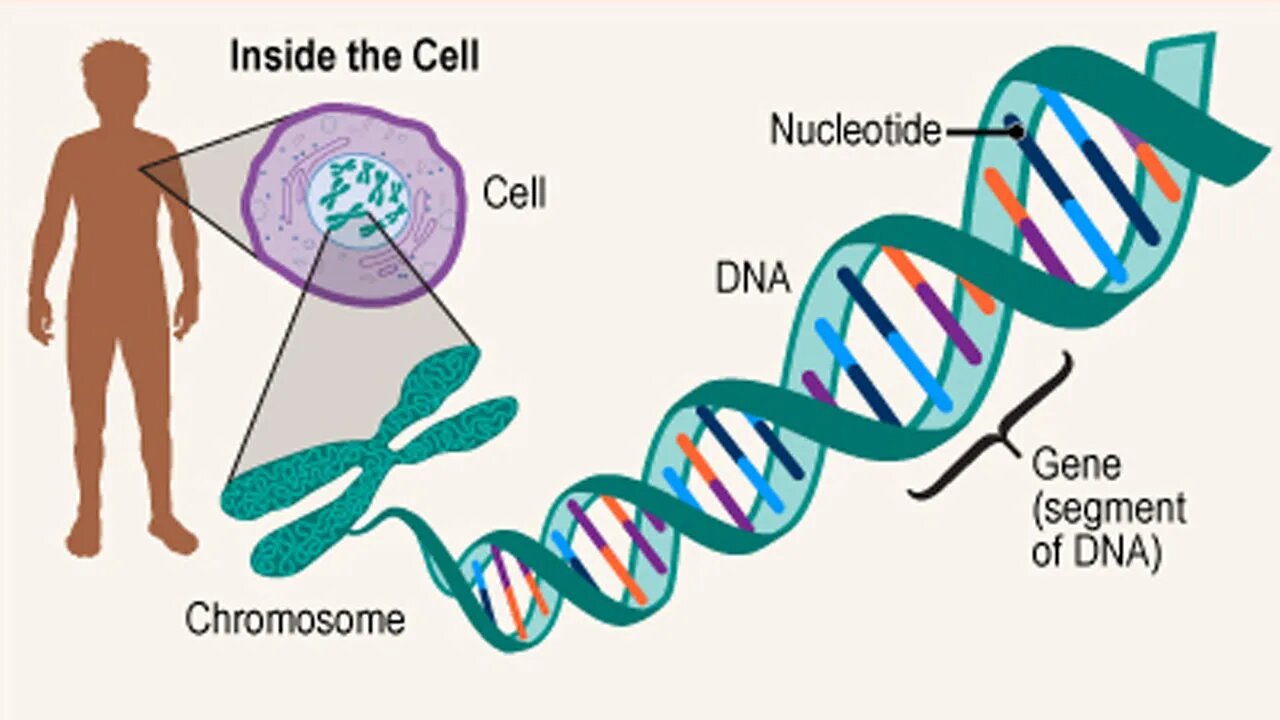 The Shadows 4: Genetic Future