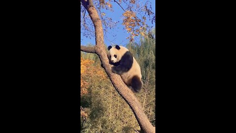 How did the giant panda get down when it got on the tree?