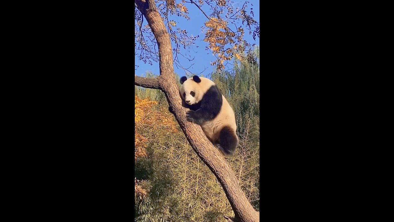 How did the giant panda get down when it got on the tree?