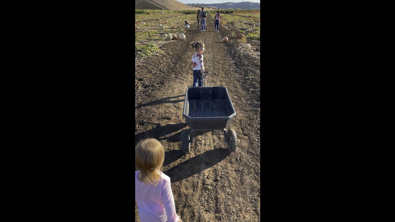 Pumpkin Patch pickers