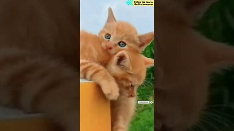 cute cat videos 😹 funny videos 😂 704 😻 #shorts #shortsfunny #cutecat #funnycat #catvideos #catscare