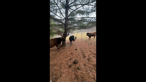 Goofing Around with the Cows 😂