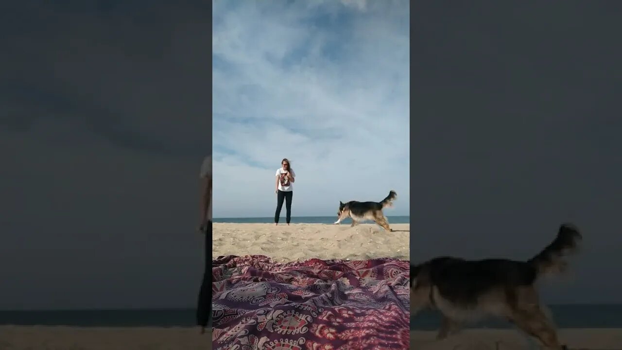 #shorts #praia #floripa #cachorro #petlover #passeio