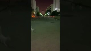a gangue dos gatos