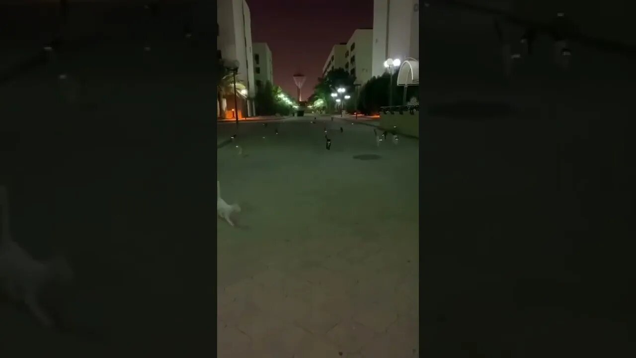 a gangue dos gatos