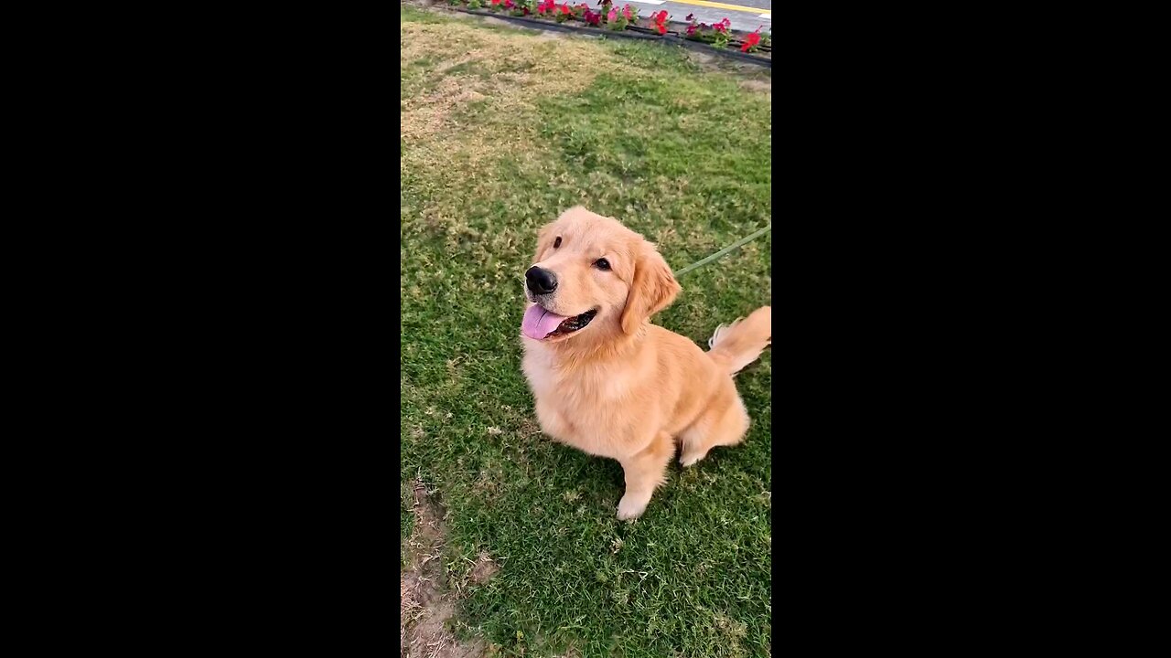 Dog Lover