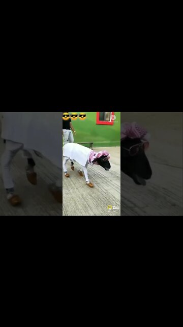 New Funny video 2022, viral video 2022, viral funny video, viral funny shorts, how to make funny