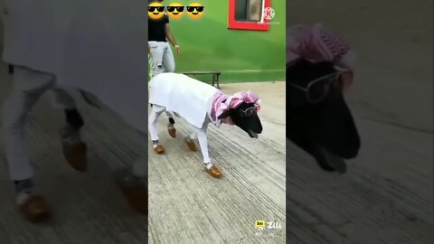 New Funny video 2022, viral video 2022, viral funny video, viral funny shorts, how to make funny