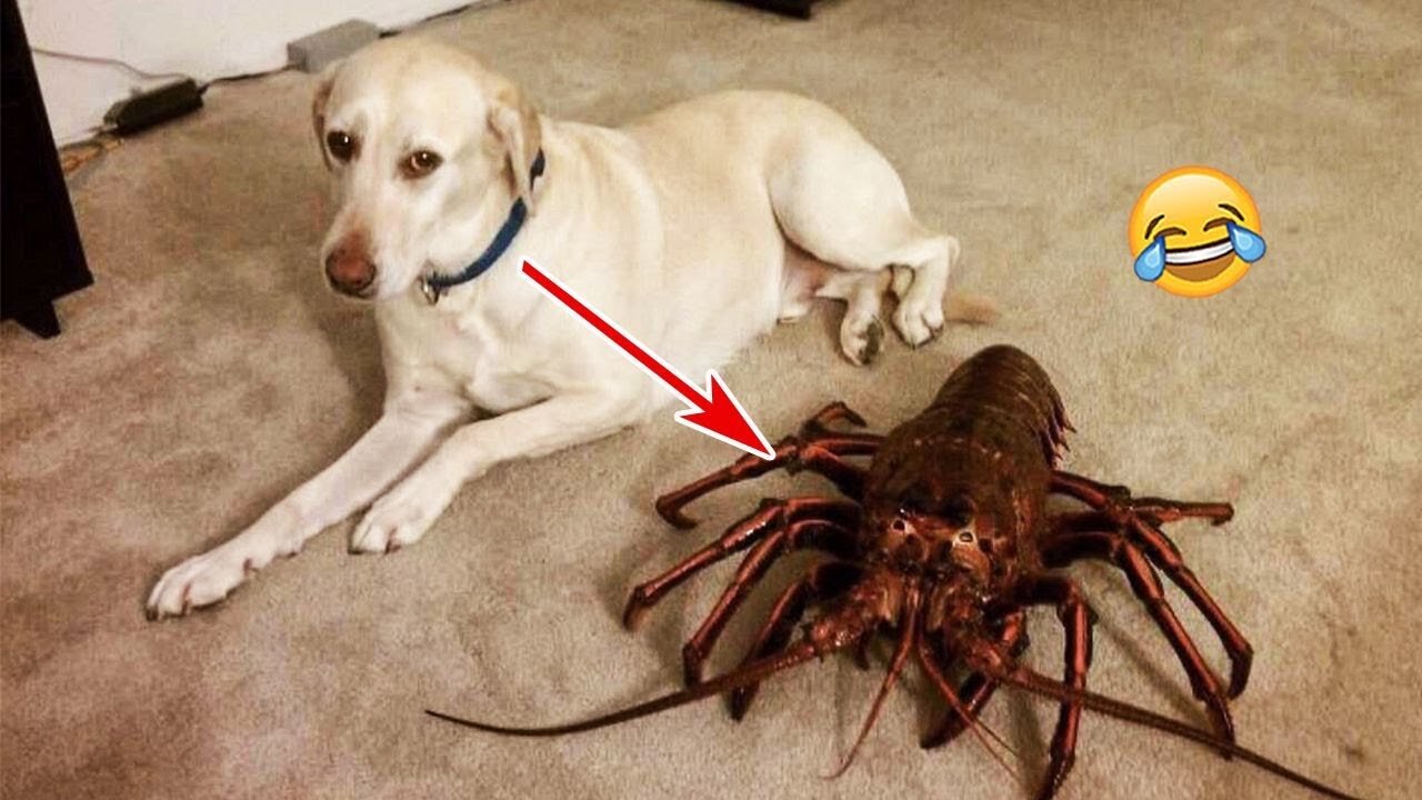 Hilarious Dog Reactions To Crazy Stuff Going On Around Them! | Pets Island