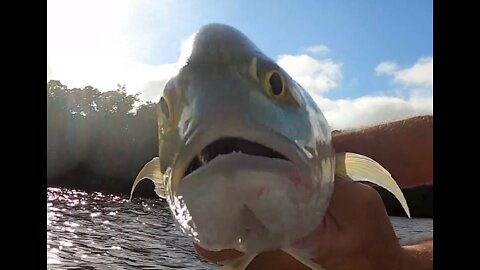 DCFloridasport Nine Minutes of Catching using Saltwater Assassin Swimbaits