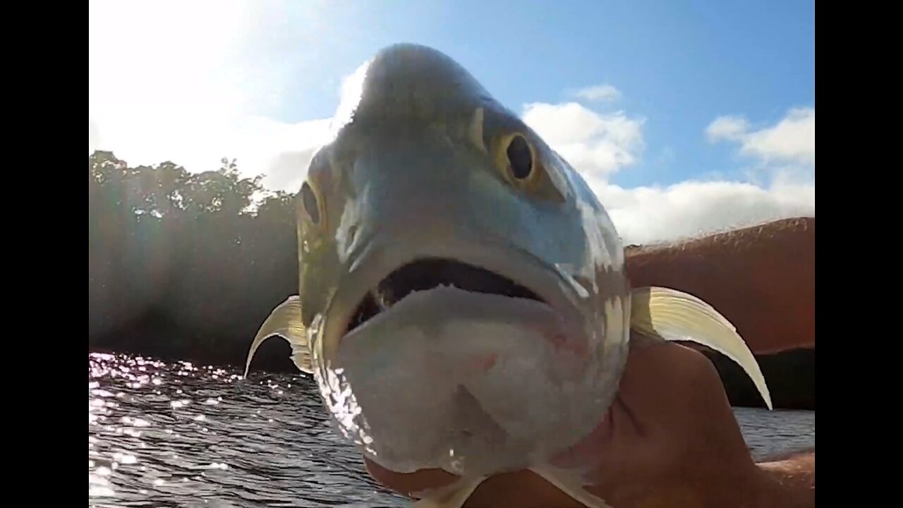 DCFloridasport Nine Minutes of Catching using Saltwater Assassin Swimbaits