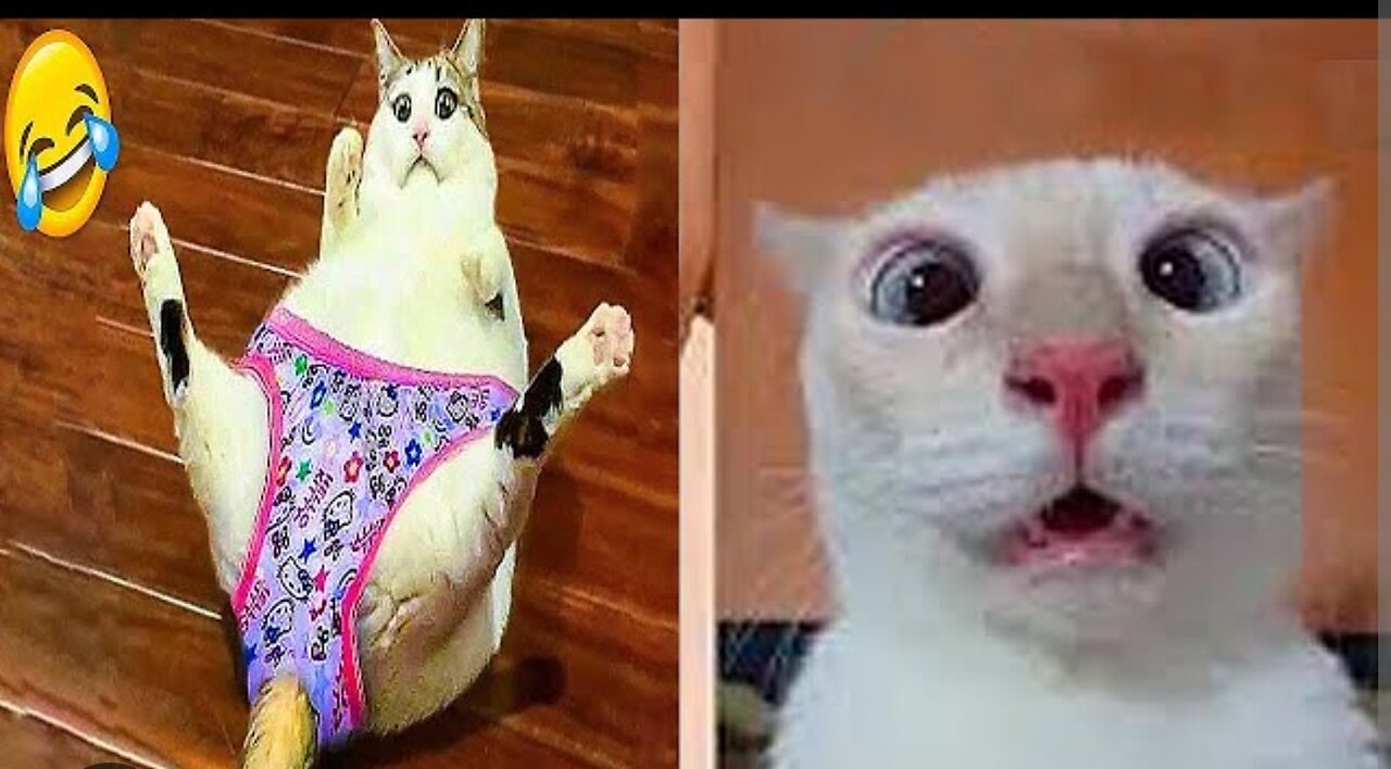 Funny cat videos 😂 #must watch