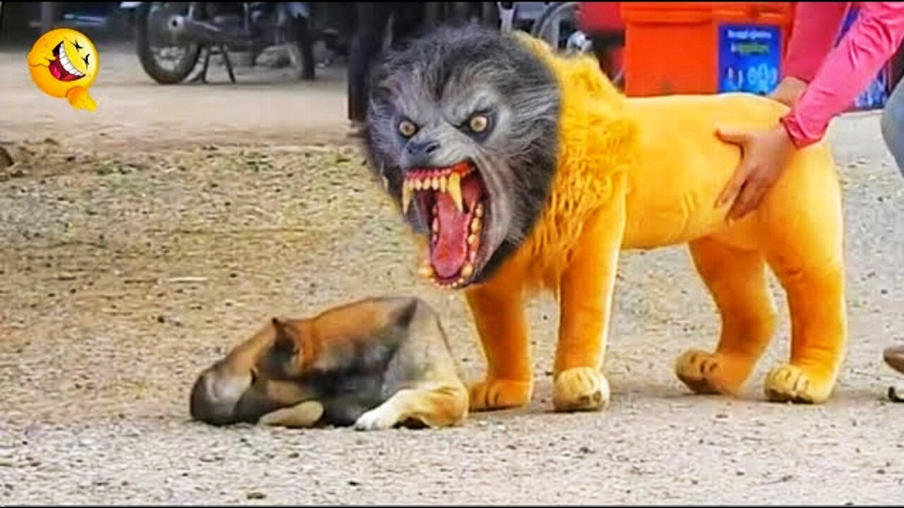 Troll Prank Dog Funny & fake Lion and Fake Tiger Prank To dog & Huge Box Prank to dog 😂😂