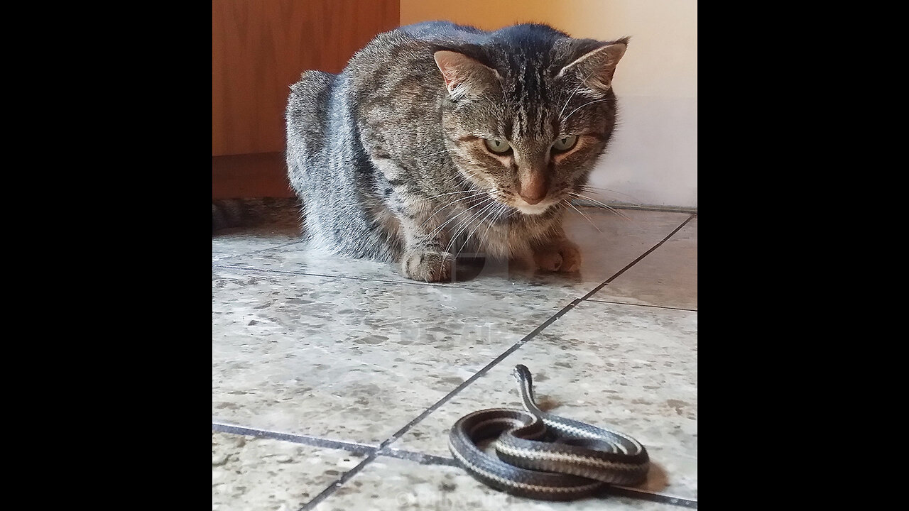 Cat and snek war