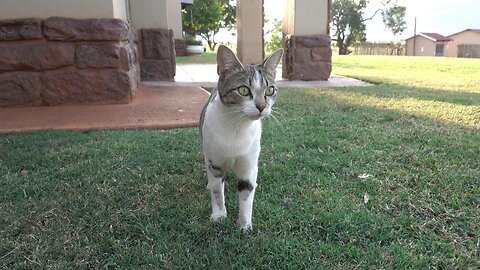 Cute Cat In The Hallway