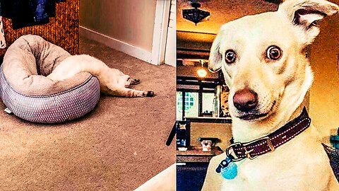 Funniest Cats and Dogs #34