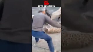 😱😱😱 leopardo atacando as pessoas