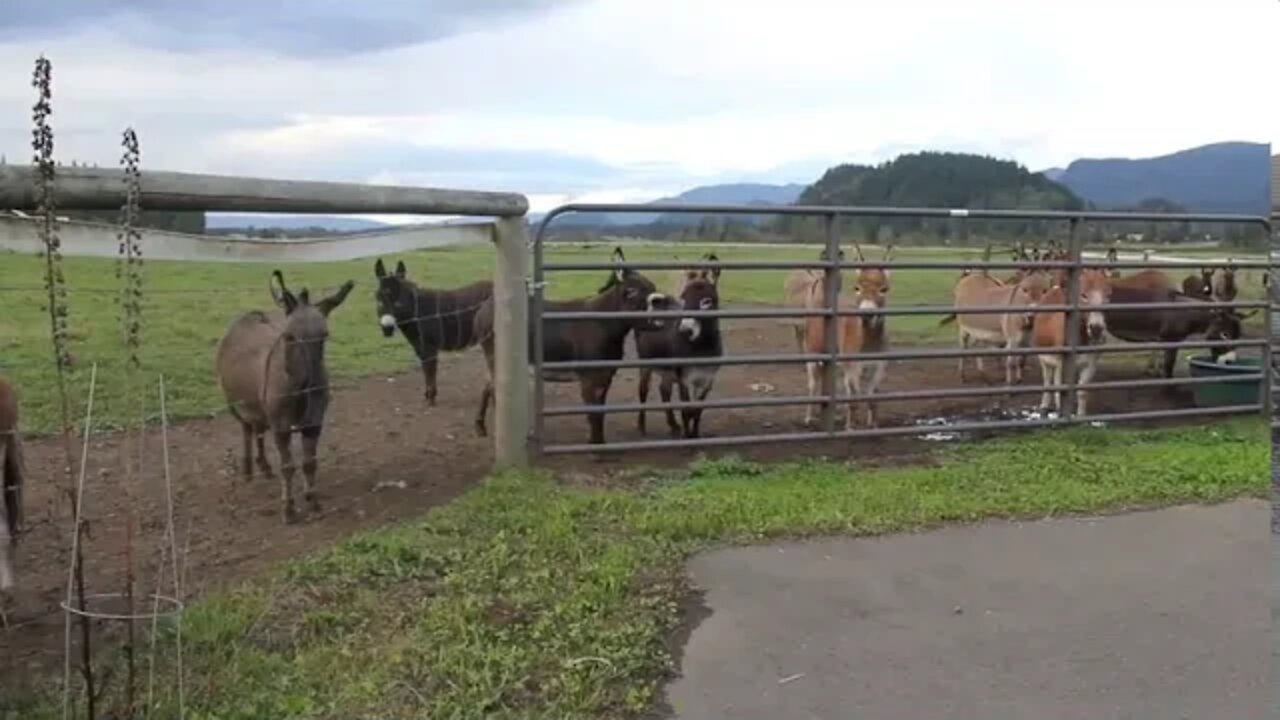 Democrats Respond to Biden's Latest Gaff