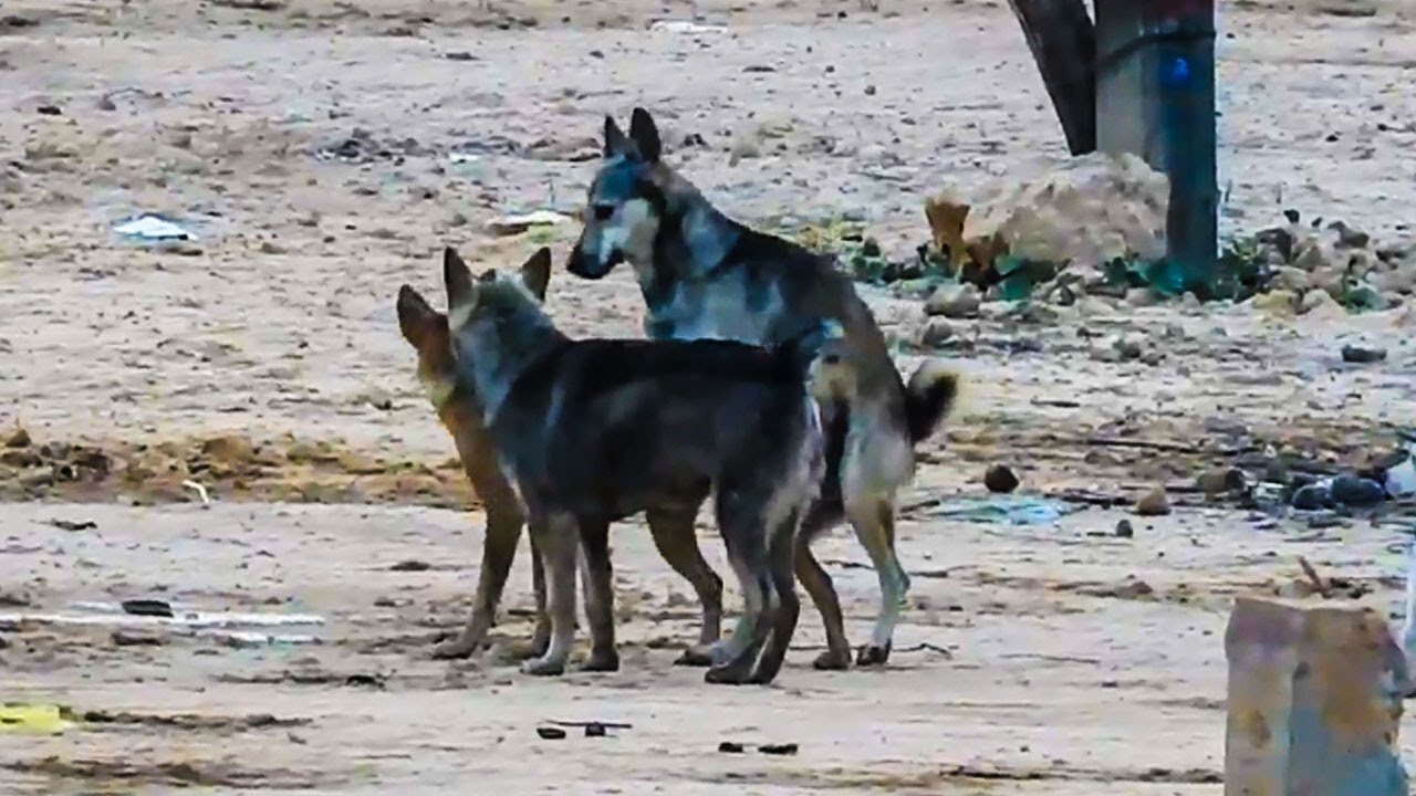 Great Time For Black Labrador Retriever Vs German Shepherd Dog