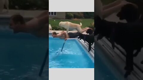 Doggo is just trying to help 🤣