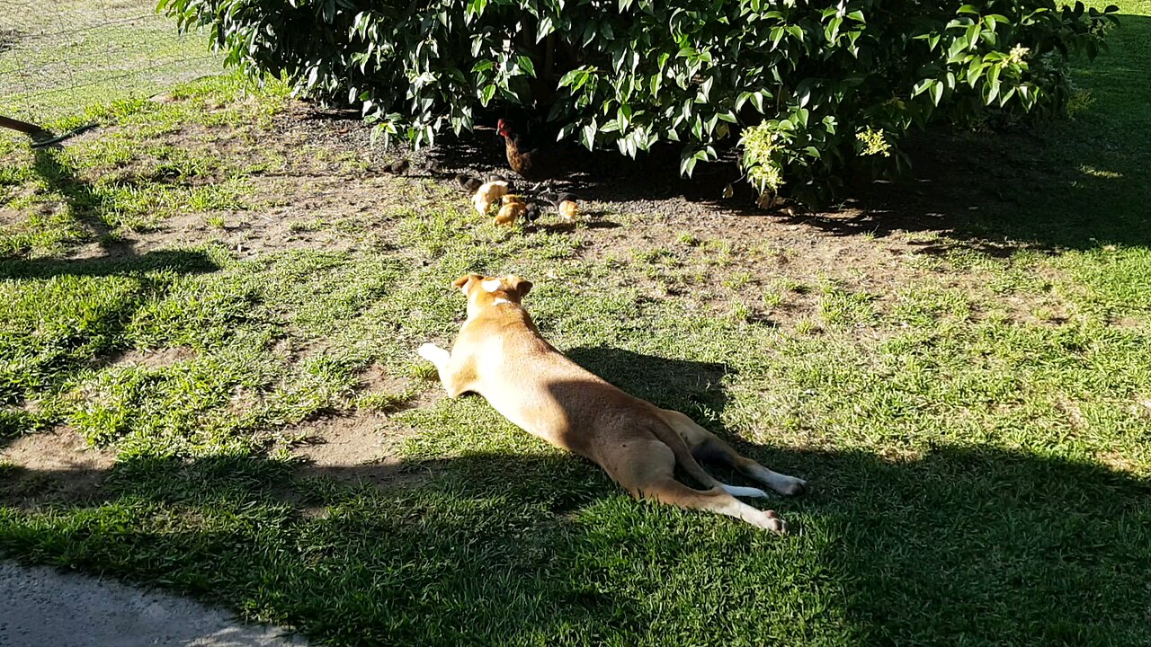 American Staffordshire Bull Terrier watching the chickens