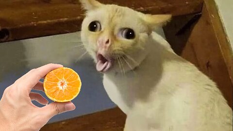 Funniest Animals 2023 😂 Funny videos about cats and dogs 😺🐶 Part 3