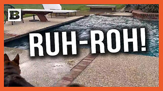 Ruh-Roh! Pup Investigates Pool Sloshing as Earthquake Hits California