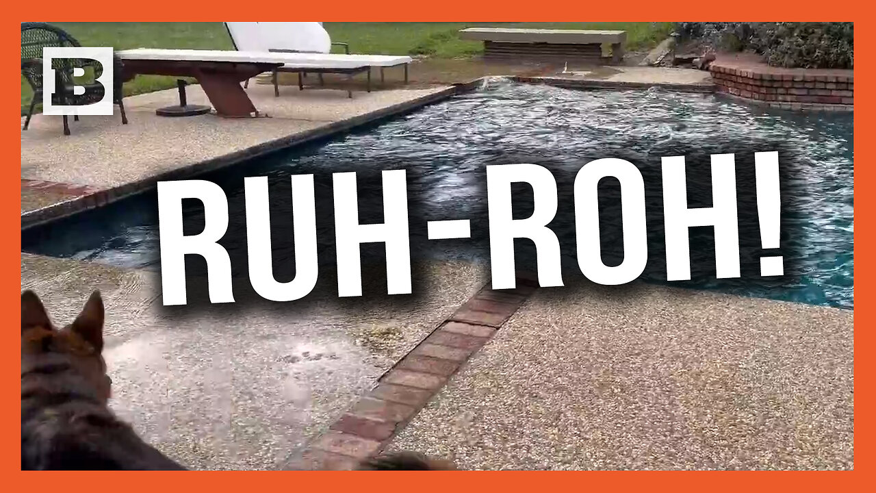 Ruh-Roh! Pup Investigates Pool Sloshing as Earthquake Hits California