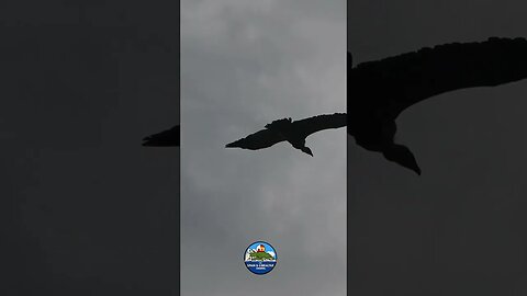 Vultures Soaring Above Castillo de Castellar