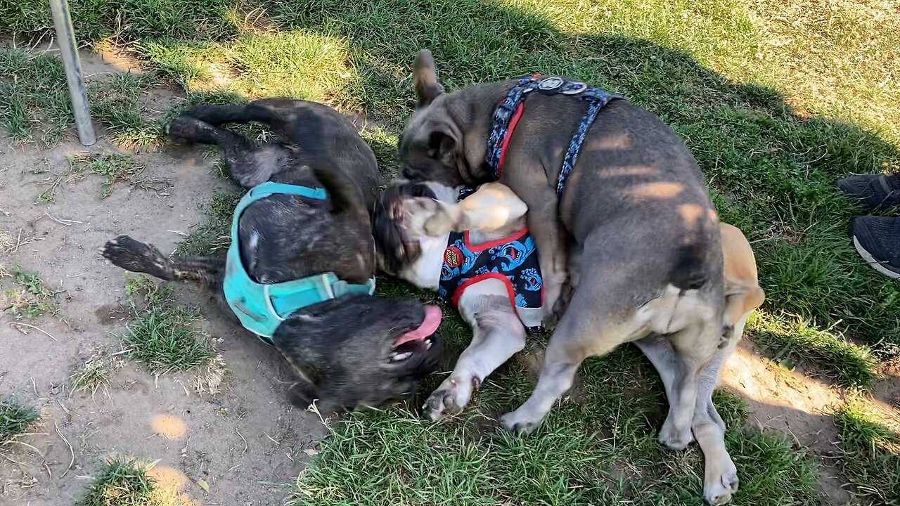 Turbeau, Aurora and Ladybug Having a Frenchie Fun-Fest