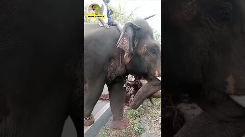 Help of Elephant