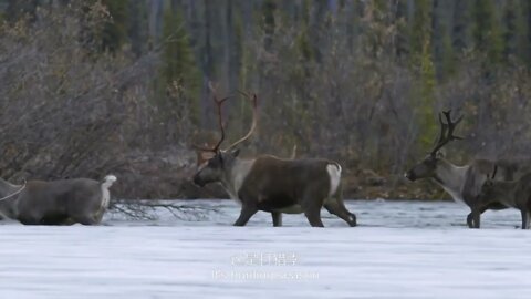 3 The last inhabitants of the polar circle, feel their cultural heritage