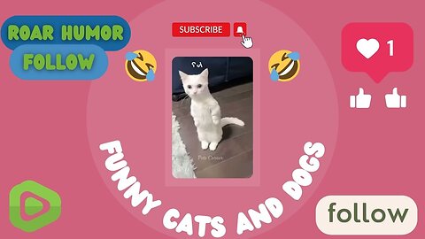 FUNNY CATS AND DOGS 2023