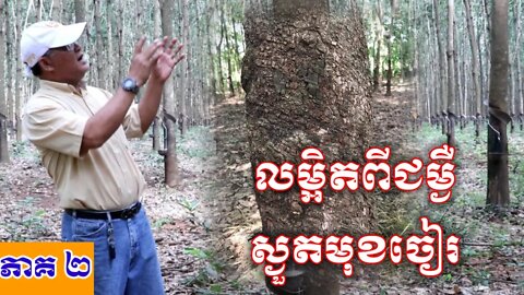 លម្អិតពីជម្ងឺស្ងួតមុខចៀរ#ជម្ងឺស្ងួតមុខចៀរកៅស៊ូ #កៅស៊ូស្ងួតមុខចៀរ #TPD ភាគ ២