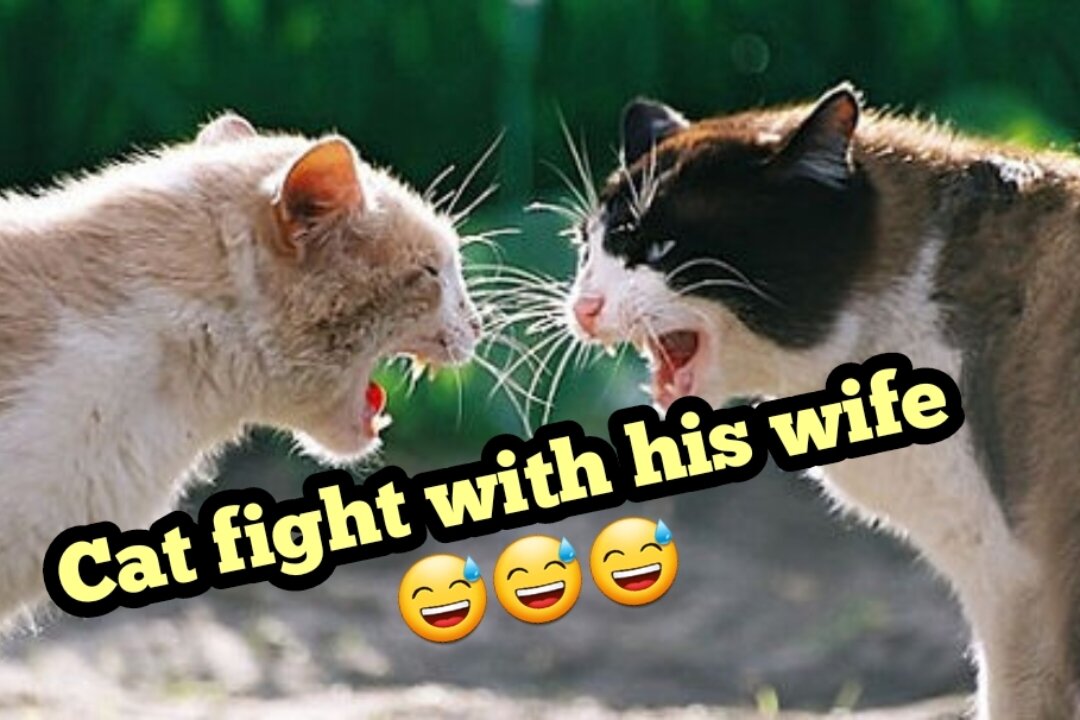 Cat fight with his wife