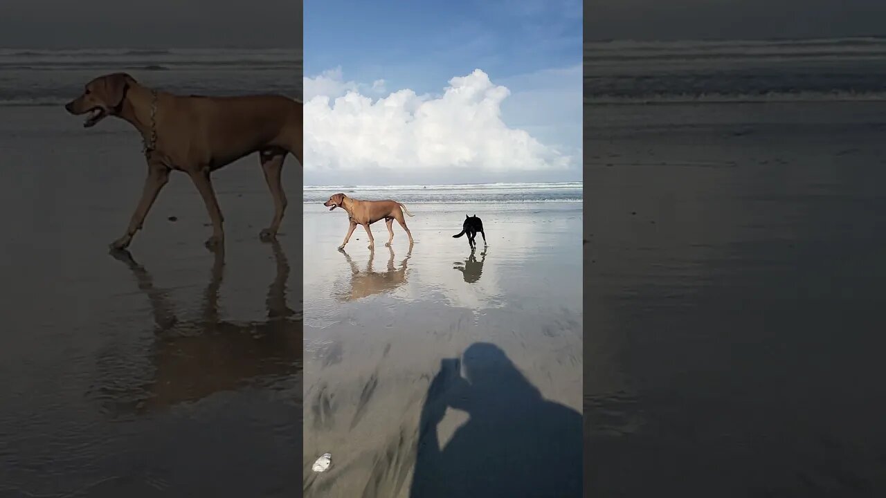 Hello. Nice to meet you! #dog #dogs #puravida