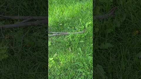 man it's big #shorts