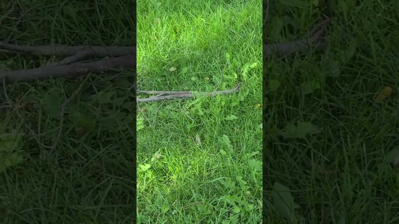 man it's big #shorts