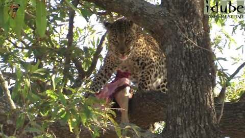 Leopard Having Breakfast In A Tree