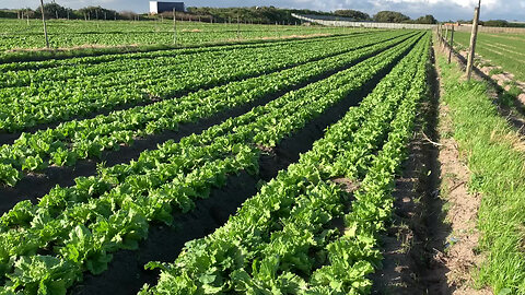 Stock: Philippi farms