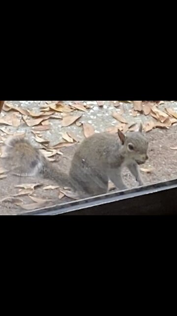 A Squirrel Wants to Paint With Me! A Day in an Artist’s Life. Yes, We Talk to Animals