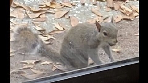 A Squirrel Wants to Paint With Me! A Day in an Artist’s Life. Yes, We Talk to Animals