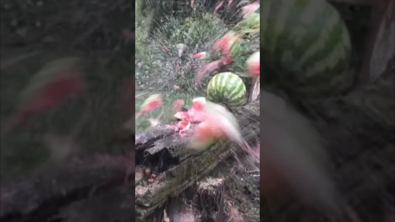 WATERMELONS vs .22 REVOLVER!!! (Watermelons Go Boom)